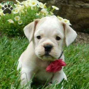 Lilly, Miniature Bulldog Puppy